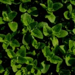 flowforce_max_ingredient_Fisetin_Oregano_Leaf_Extract